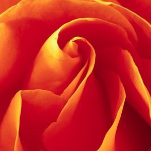 Meet your Posher, Sandra dennise